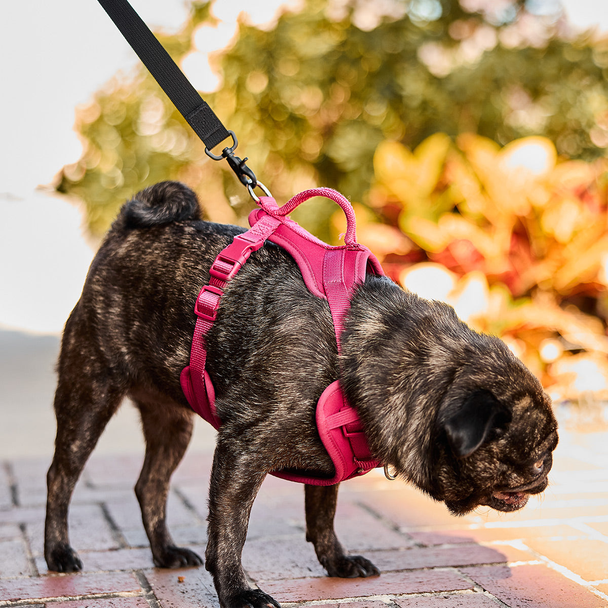 Small Dog Leash