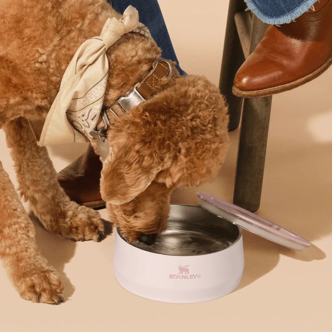 The Stanley Pet Bowl | 3-cup | 24 OZ