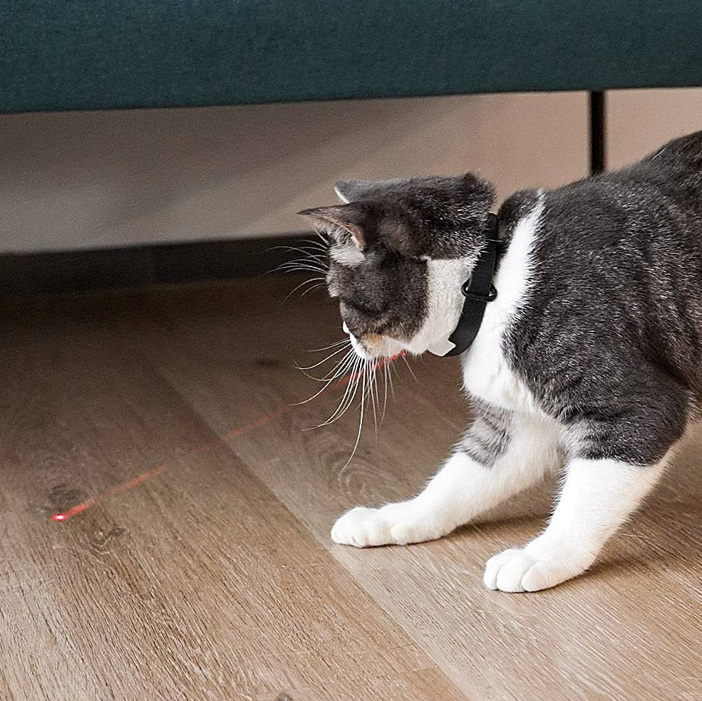 KiTiDOT Amusing Collar - Cheerble - Storming Gravity